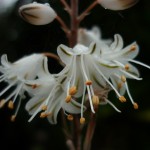 Aloe albiflora