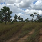 Savane à Bismarckia nobilis