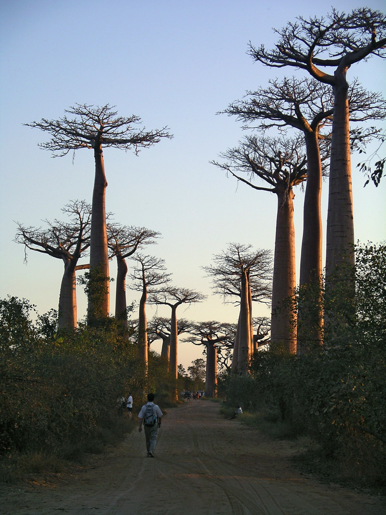 Allée des baobabas près de Morondava