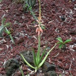 A. albostriata
