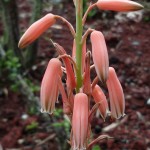 Aloe albostriata