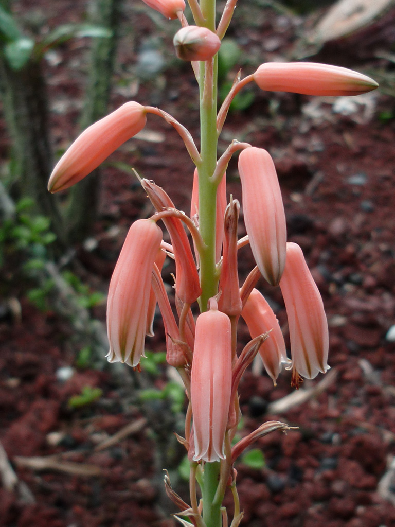 Aloe albostriata