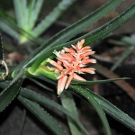 Aloe antsingyensis