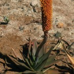Aloe bernardii