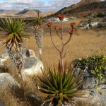 Aloe cipolinicola