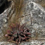 Aloe erythrophylla ssp. major