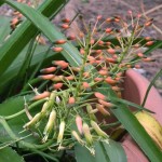 Aloe lomatophylloides