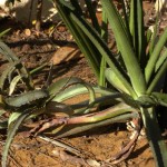 Aloe schilliana