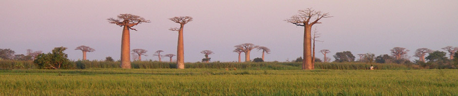 baobabs_bandeau