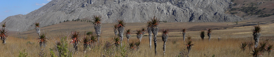 Aloe cipolinicola