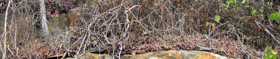 Aloe fragilis