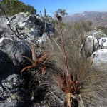 Aloe affine hoffmannii