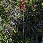 Aloe affine hoffmannii