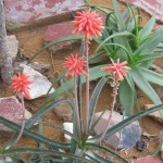 Aloe anivoranoensis