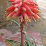 Aloe anivoranoensis