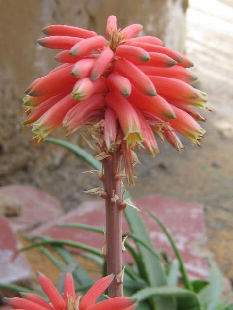 Aloe anivoranoensis
