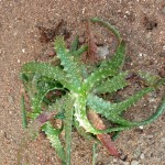 Aloe "beankaensis"