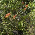 Aloe fievetii ssp. altimatsiatrae