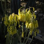 Aloe richaudii