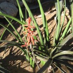 Aloe schilliana