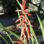 Aloe schilliana