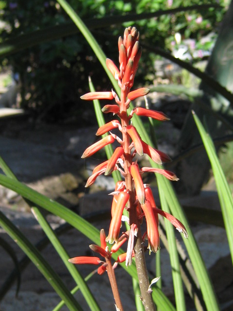 Aloe schilliana