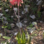 Aloe spinitriaggregata