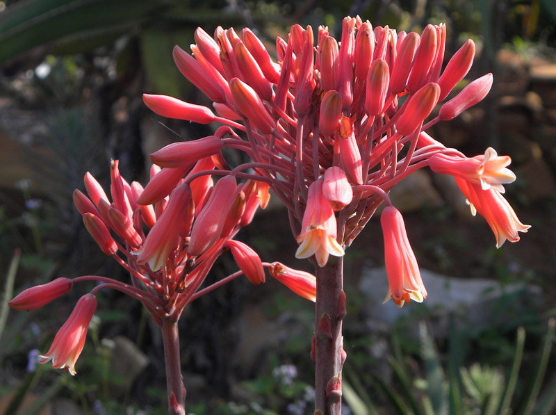 Aloe spinitriaggregata