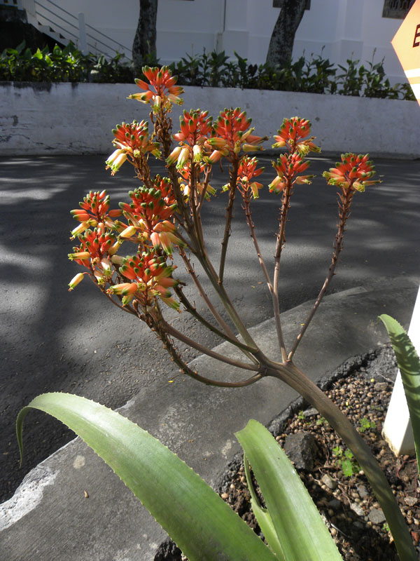 Aloe macra