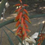 Aloe divaricata x antandroi
