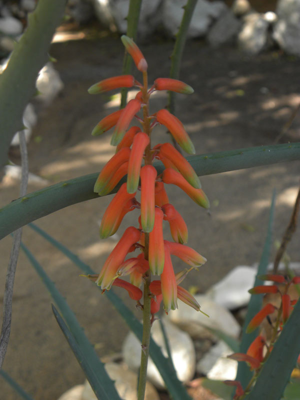 Aloe divaricata x antandroi