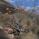 Aloe capitata var. quartziticola