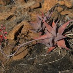 Aloe deltoideodonta var. brevifolia