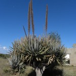 Aloe suzannae