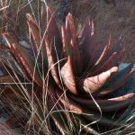 Aloe bernardii