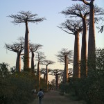 Baobab waolk, near Morondava
