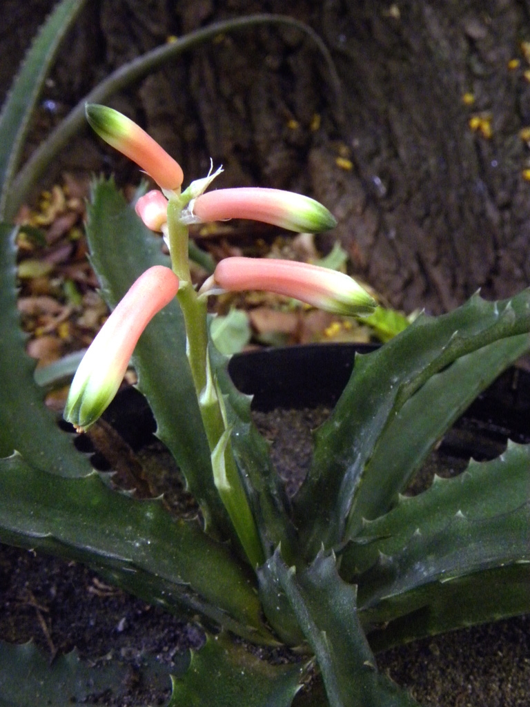 Aloe aff. sakarahensis