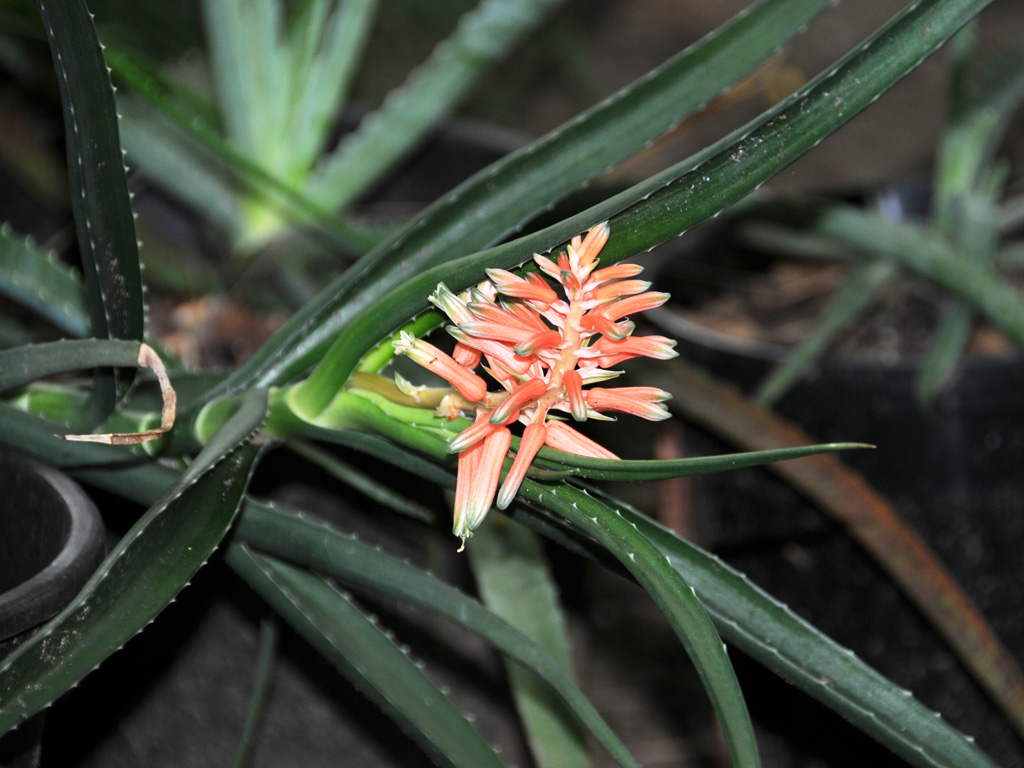 Aloe antsingyensis