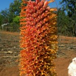 Aloe bernardii