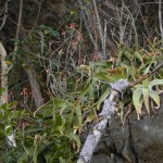 Aloe bosseri