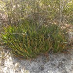 Aloe capitata