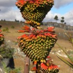 Aloe cipolinicola