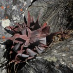 Aloe erythrophylla ssp. major