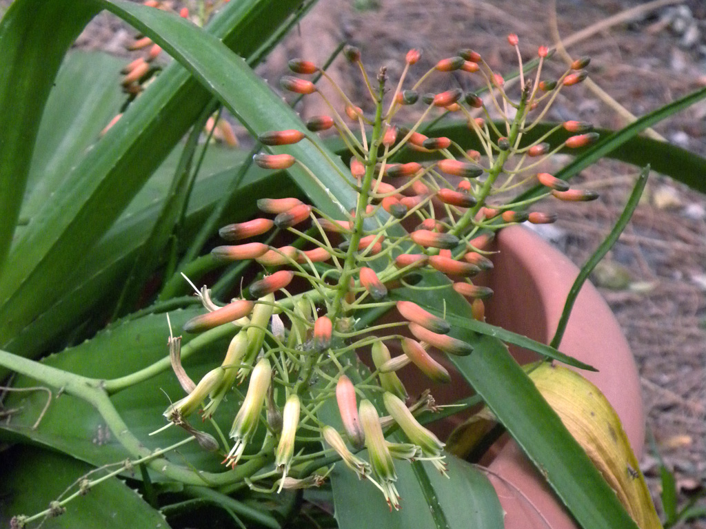 Aloe lomatophylloides