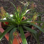 Aloe lomatophylloides