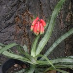 Aloe propagulifera