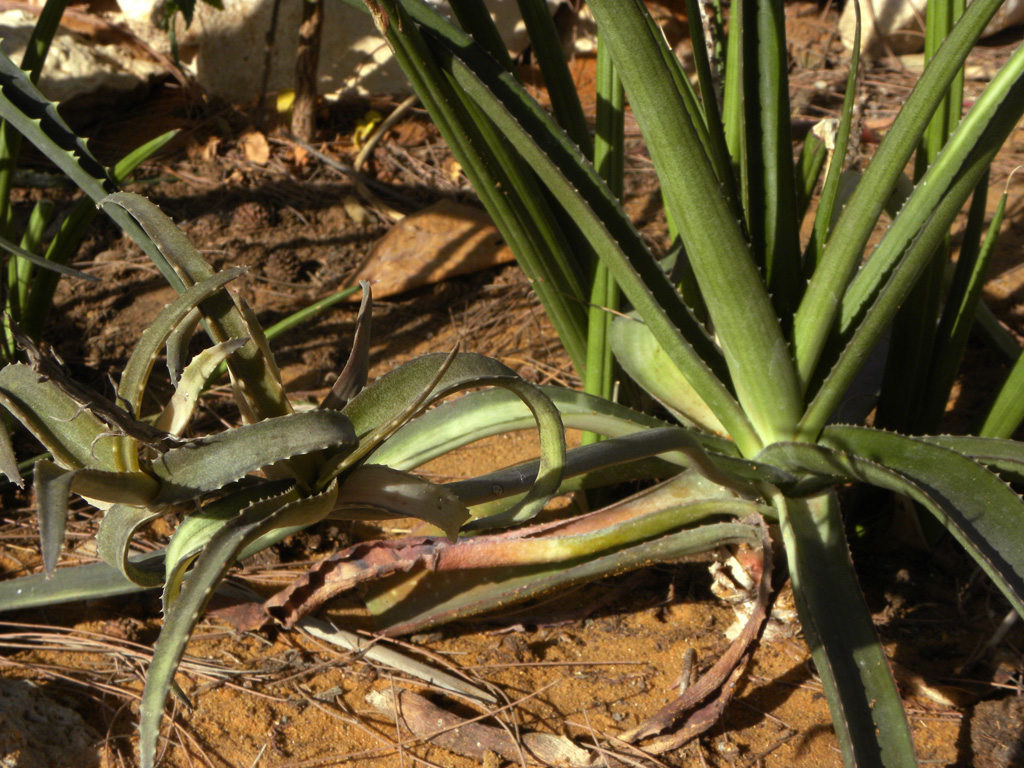 Aloe schilliana