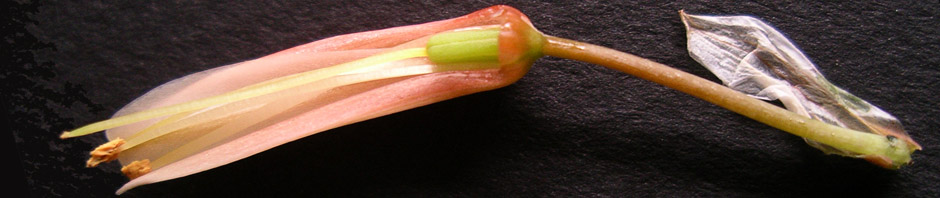 fleur décortiquée d'Aloe